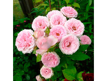 ���� ����, �����, ��������, 150 ��� (�������� 1 ��)