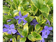 �������� �����������.