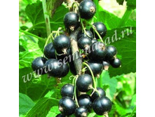 ��������� ������ �������.jpg