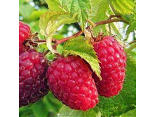 ������ ������������ "����� ����" 183�