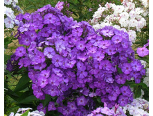 ����� �������, ���� 72 �����, � �������� 8 ��.jpg