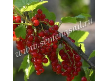 ��������� ������� ����.jpg