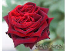 ������� ��� 110� 1��.jpg