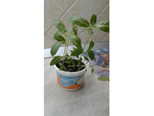 �������� ��������