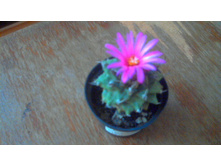 ������������� Alonsii