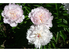 234.3 ���.���� ����� [�������� ���� �� 1 ��. ����������� ����� 1 ��.) �������� 1��.