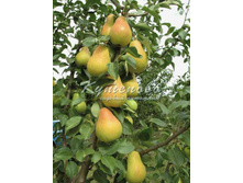 ����� "����" �4 545, �7  728�