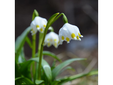 ����������� ��������