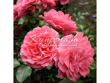 ���� ��������� "�������� �������" 300�