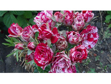 ����� ������ 110� 4��.jpeg