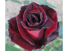 ��������� 110� 1��.jpg