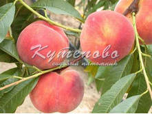 ������ "���������" �4 677�