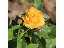 ������ ���������, �����, ��������, 150 ��� (�������� 1 ��)