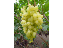 �������� �������� ������������.JPG