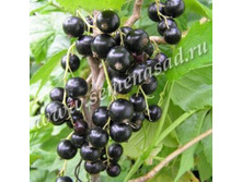 ��������� ������ ����.jpg