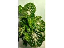 Y�llow Mist