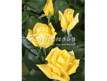 ���� �����-��������� "��������" �2  300�