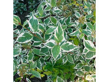 ����� ��������, 150��� (�������� 2 ��).jpg