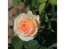 ��������, �����-���������, ��������, 150 ��� (�������� 1 ��)