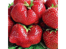 ��������� ������ ������� ���, 50 ��� (�������� 22 ��).jpg