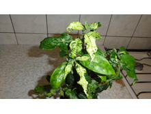 ��������������-- ���� ....