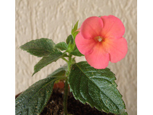 �������� Sweet and Sour.jpg