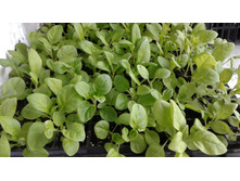 �������� BV