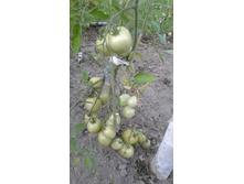 �������� ���