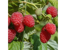 ������ ���� ��������  161�