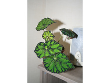 ������� ������ Boweri Tiger