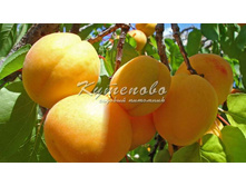 ������� "�����������" �4  545�