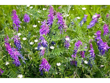 ����� ���� (�������) 1 ��. - 50�.