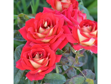 ��� ������, ����������, ��������, 150 ��� (�������� 3 ��).jpg