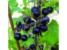 ��������� ������ ���������.jpg