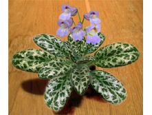 Sinensis
