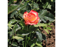 �����-������, ����������, ��������, 150 ��� (�������� 9 ��)