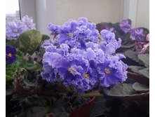 ���-������ ����.JPG