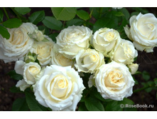 �������� 110� 1��.jpg