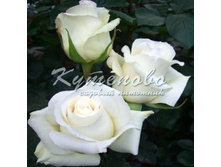 ���� �����-��������� "�������"