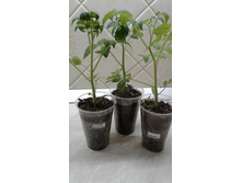 ���� �� 24 ������ 2018