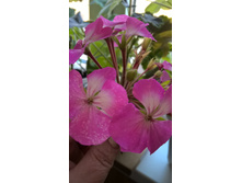 WP 20180405 17 00 47 Pro.jpg