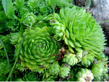 �������� �������. ������������.