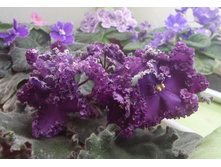 �-������� �������.JPG