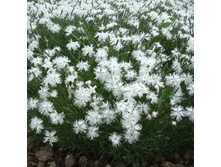 �������� ( Caryophyllaceae Juss)