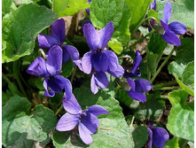 ������ �������� (Viola odorata)
