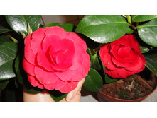 ��� ����� ���� � ������� ���