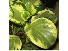 ��������� ����������� �����������....