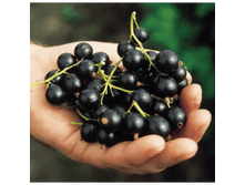 ��������� ������ �������.png