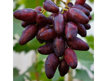 �����������, ����� ������, ��������, 160 ��� (�������� 1 ��).jpg