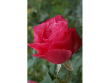 ������ (AMALIA).jpg